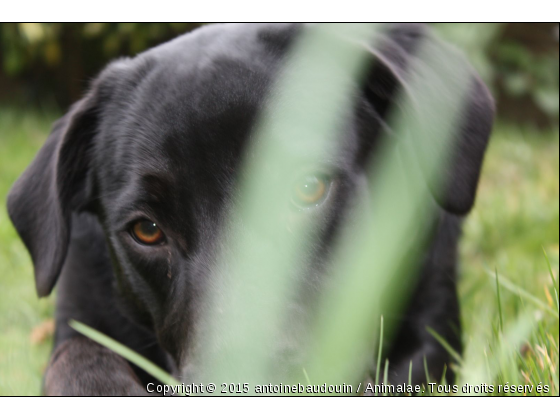 mon chien crumble - Photo de Chiens