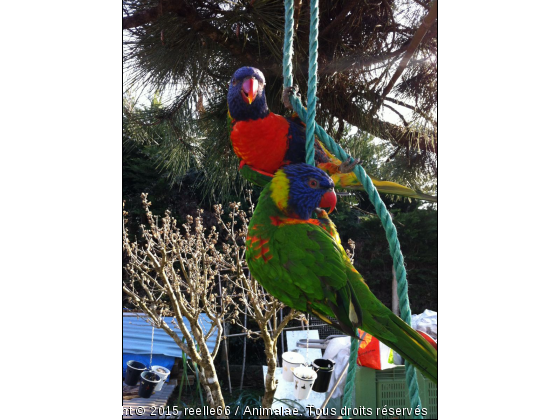 en memoire de nono - Photo de Oiseaux