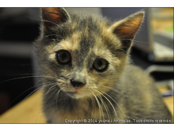 portrait - Photo de Chats