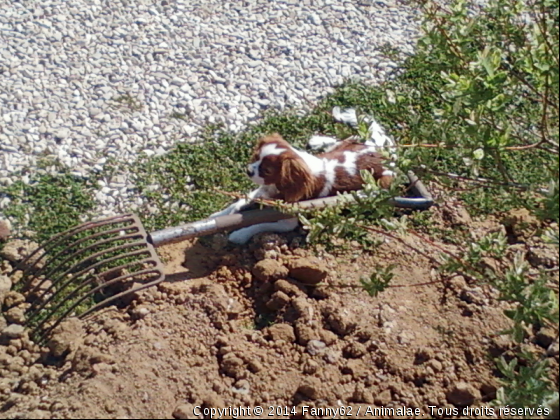 Fiona - Photo de Chiens