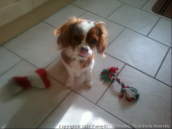 Fiona - Photo de Chiens