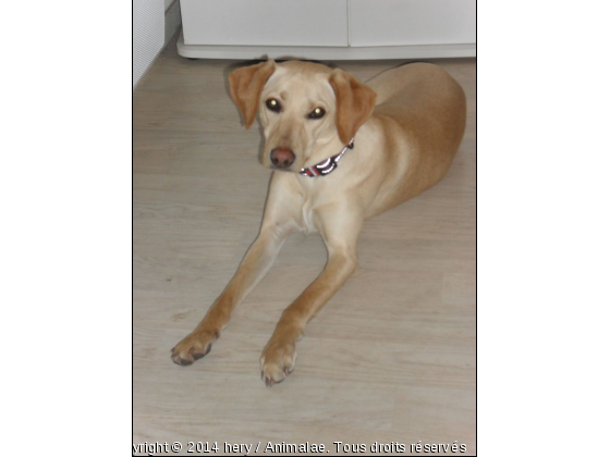 guetty - Photo de Chiens