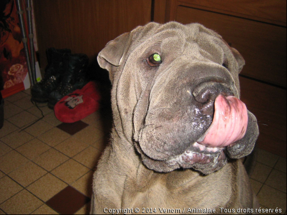 Grimace mdr - Photo de Chiens