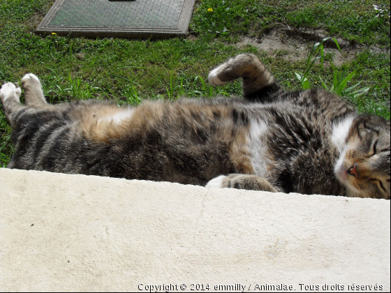 Tom dans la jardiniere  - Photo de Chats