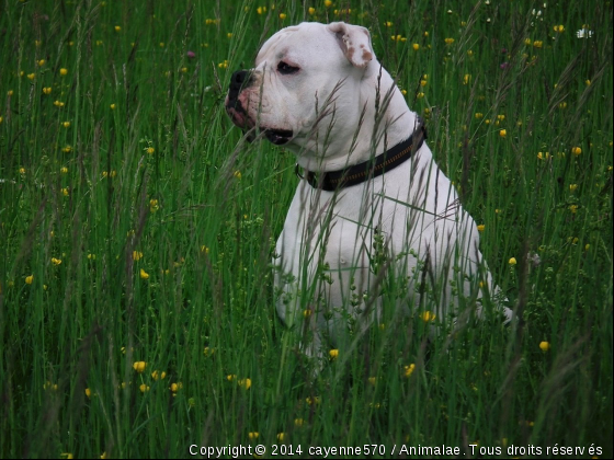 Emy - Photo de Chiens