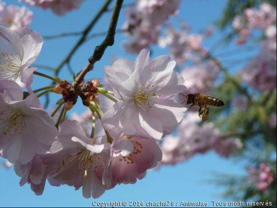 La douceur des fleurs récompense l&#039;effort des abeilles  - Photo de Microcosme
