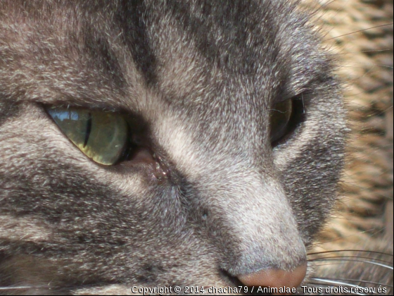 Regard sublime! - Photo de Chats