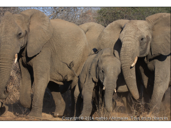 Troupeau d&#039;éléphant qui traverse la piste - Photo de Animaux sauvages