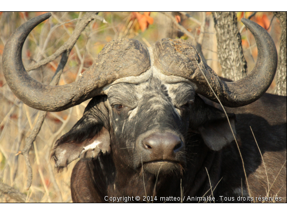 Tête de buffle en gros plan  - Photo de Animaux sauvages