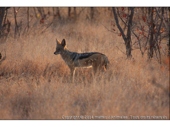 Chacal dans le soleil couchant - Photo de Animaux sauvages