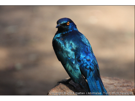 Merle métallique du cap - Photo de Oiseaux