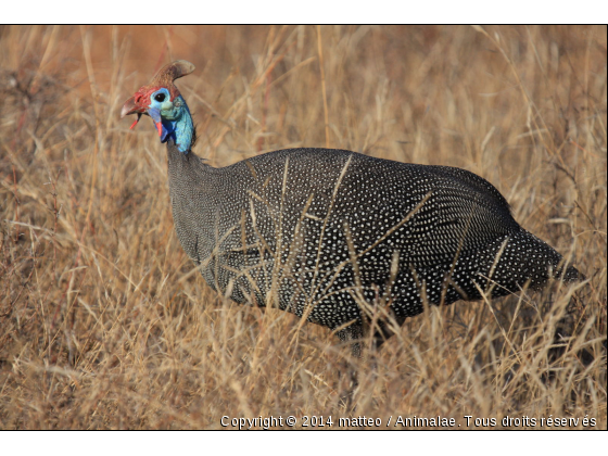 Pintade huppé - Photo de Oiseaux