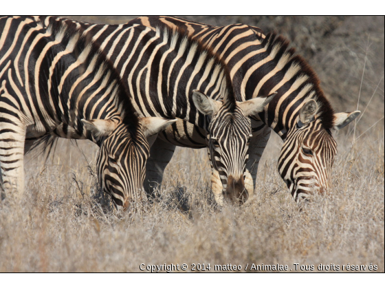 Trois zèbres en train de brouter - Parc kruger - Photo de Animaux sauvages