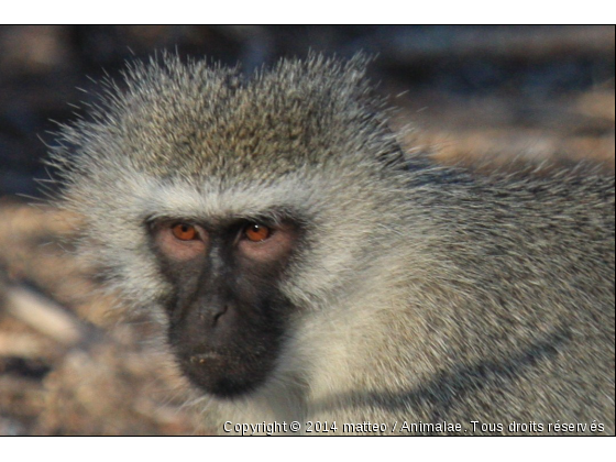 Photo d&#039;un vervet en gros plan - Parc Kruger - Photo de Animaux sauvages