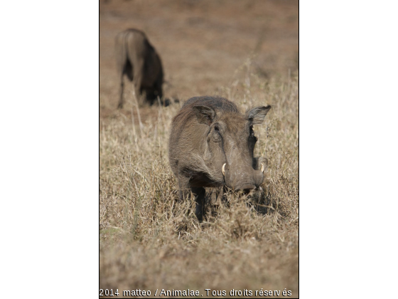 Phacochère vu de face - Parc Kruger - Photo de Animaux sauvages