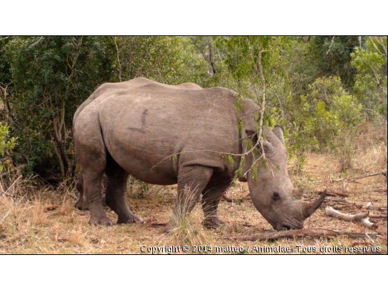 Rhinocéros blanc - Parc de Hluhluwe - Photo de Animaux sauvages