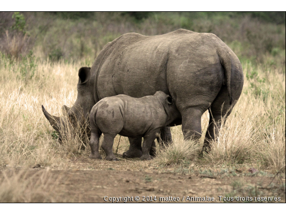 Maman et bébé rhinocéros - Parc de Hluhluwe - Photo de Animaux sauvages