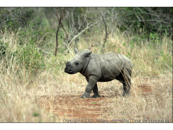 Bébé rhinocéros blanc dans le parc de Hluhluwe - Photo de Animaux sauvages