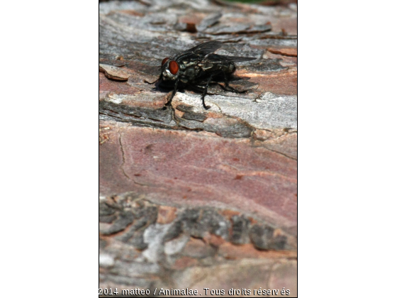 Mouche de la presqu&#039;île de Giens - Hyères - Photo de Microcosme