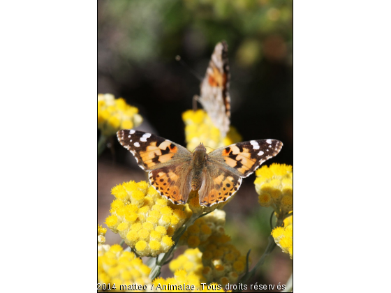 Papillon de l&#039;île de Porquerolles - Hyères - Photo de Microcosme