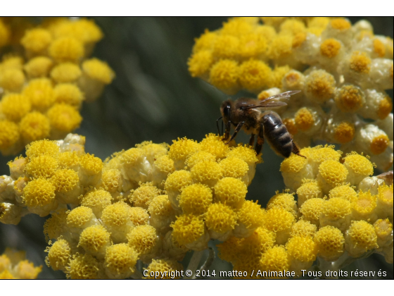 Abeille de l&#039;île de Porquerolles - Hyères - Photo de Microcosme