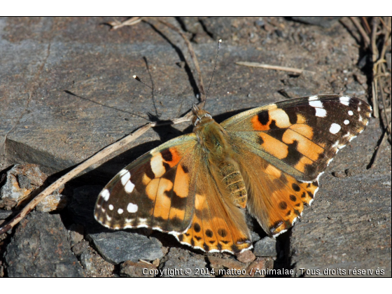 Papillon de la presqu&#039;île de Giens - Hyères - Photo de Microcosme