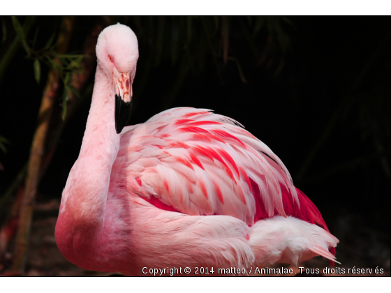 Flamant rose - Photo de Oiseaux