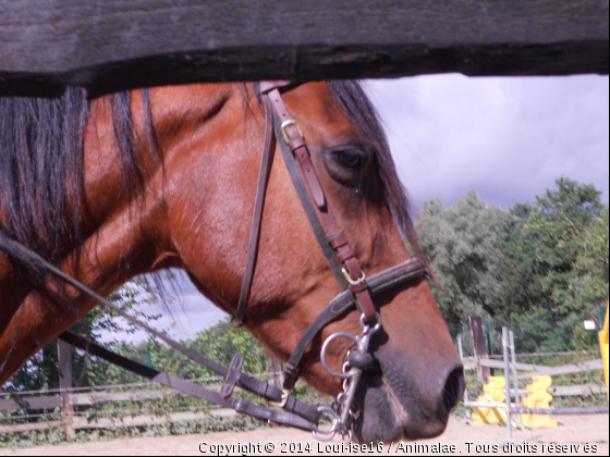 Texan - Photo de Chevaux