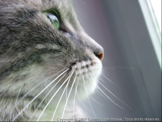 JE CONTEMPLE - Photo de Chats