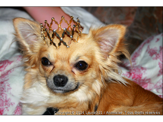 Joli Roi - Photo de Chiens