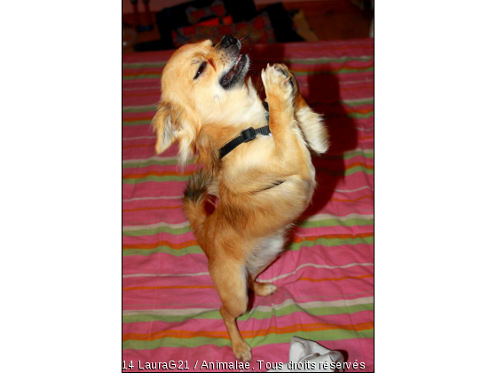 Monsieur fait sa prière - Photo de Chiens