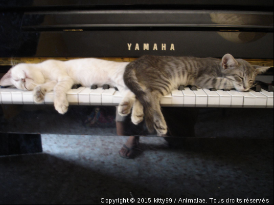 Comme dans les aristochats^^ - Photo de Chats