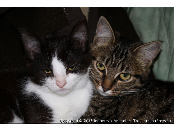 mimine et loune - Photo de Chats