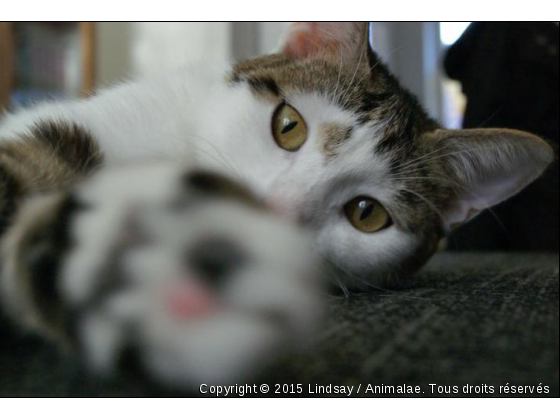 Flora - Photo de Chats