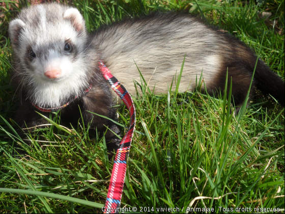 ma deuxieme furette - Photo de Animaux sauvages