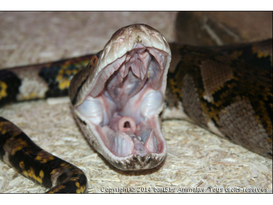 Python Réticulé qui attaque - Photo de Reptiles