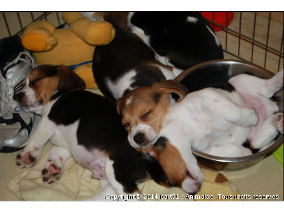 Je dort dans la gamelle - Photo de Chiens