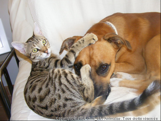 Qui a dit que chien et chat ne s&#039;entendaient pas ?  - Photo de Chiens