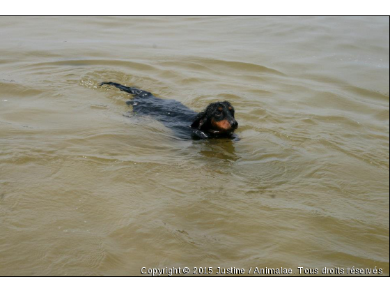 DArius le magnificus &lt;3 - Photo de Chiens