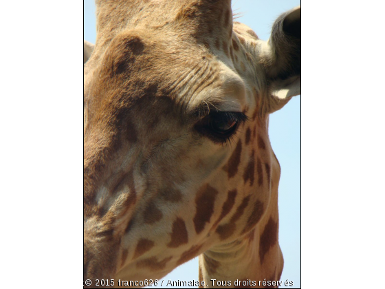 girafle - Photo de Animaux sauvages