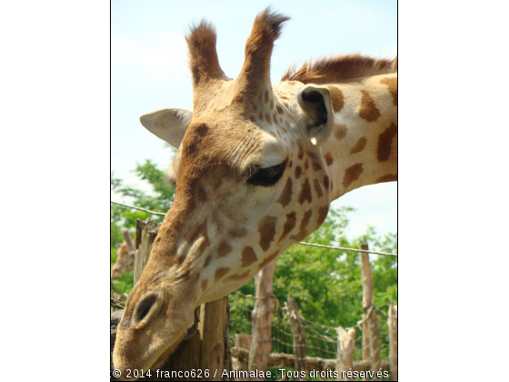 girafle - Photo de Animaux sauvages