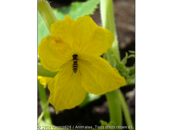 fleur de melon abeille - Photo de Microcosme