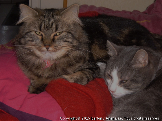 scarl et gribouille - Photo de Chats