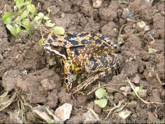 Un crapaud dans le jardin - Photo de Animaux sauvages