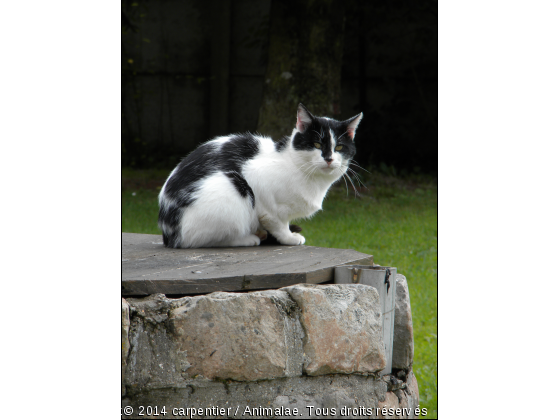 Le chat du voisin - Photo de Chats