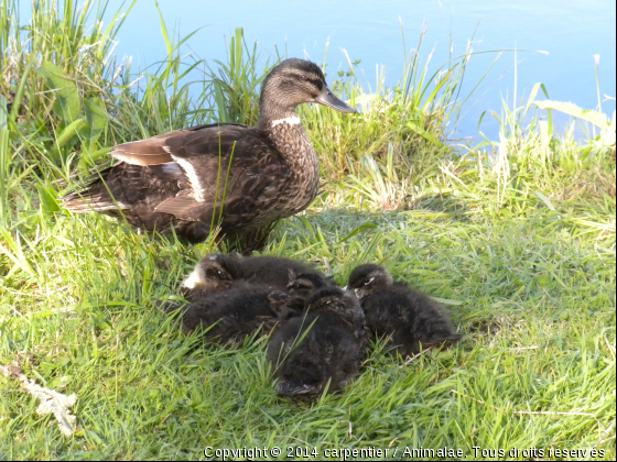 Une canne et ses petits - Photo de Canard 