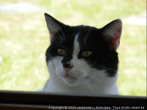 Un chat curieux à la fenetre - Photo de Chats