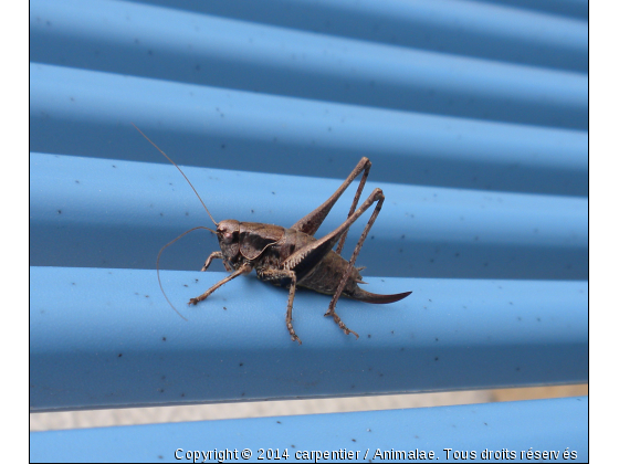 Une grosse sauterelle en vacance - Photo de Microcosme