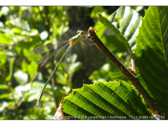 magnifiques insectes - Photo de Microcosme