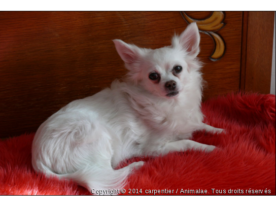 Ma Nora - Photo de Chiens